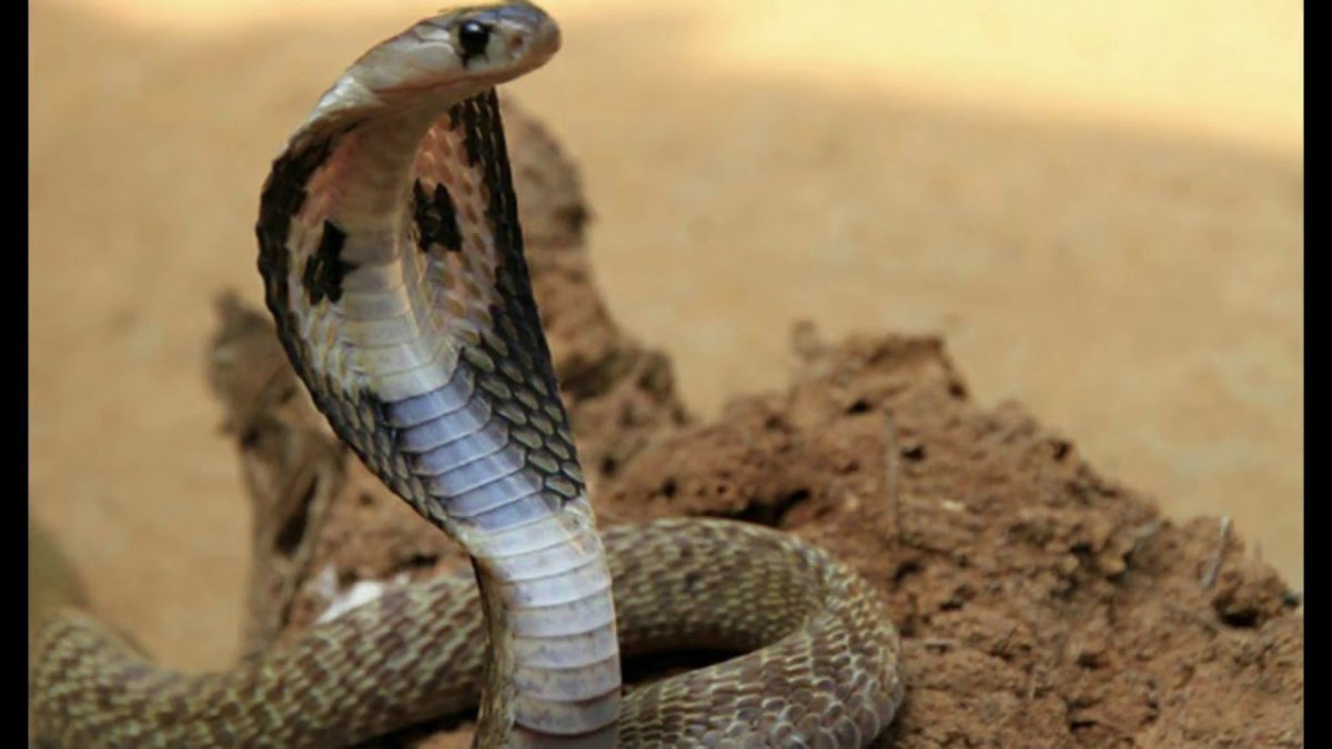 Египетская Кобра