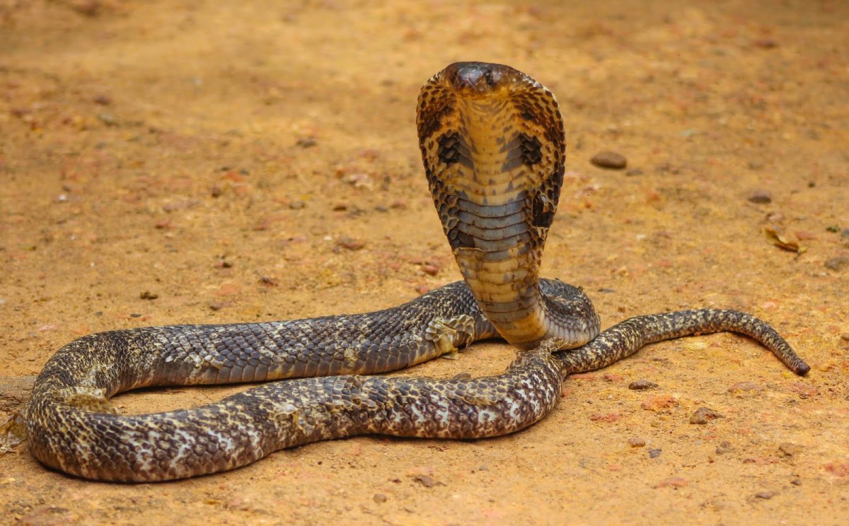 Индийская очковая Кобра