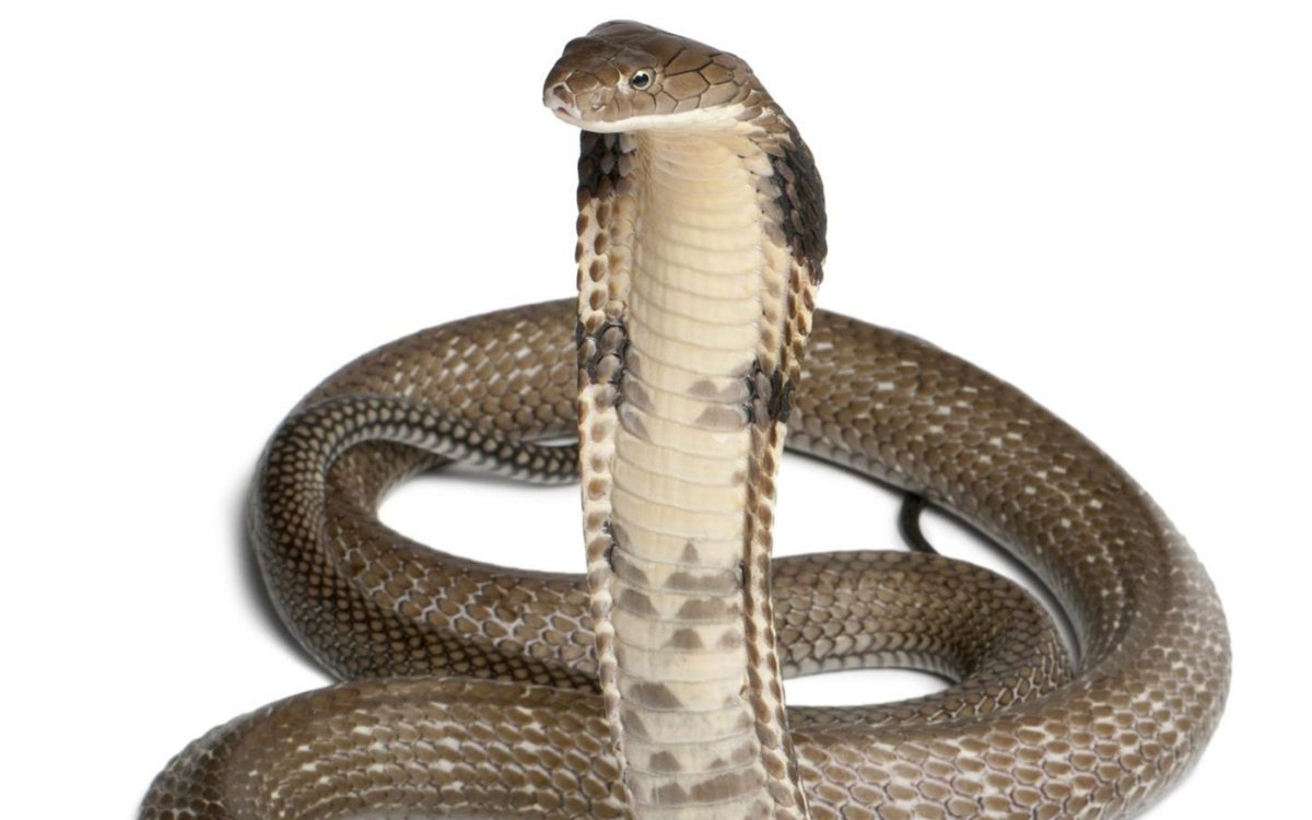 Кобры среднеазиатской — Naja Oxiana из сем. Аспидовые — Elapidae,