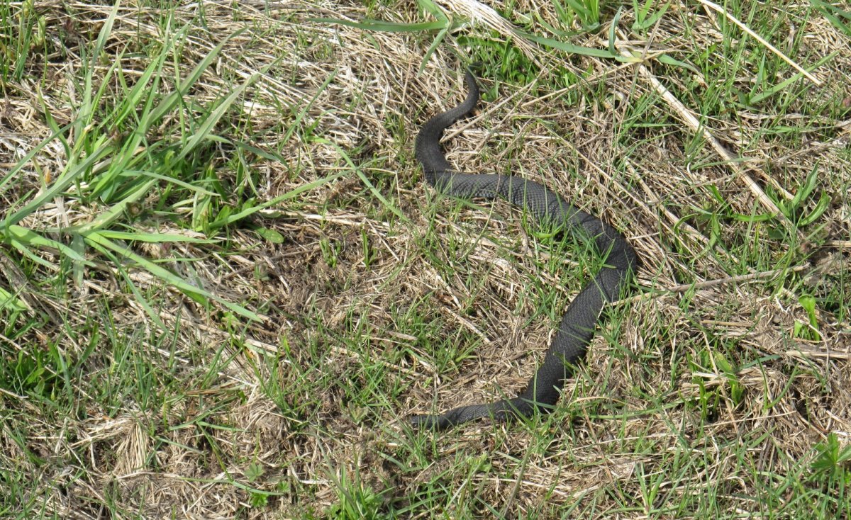Гадюка в траве