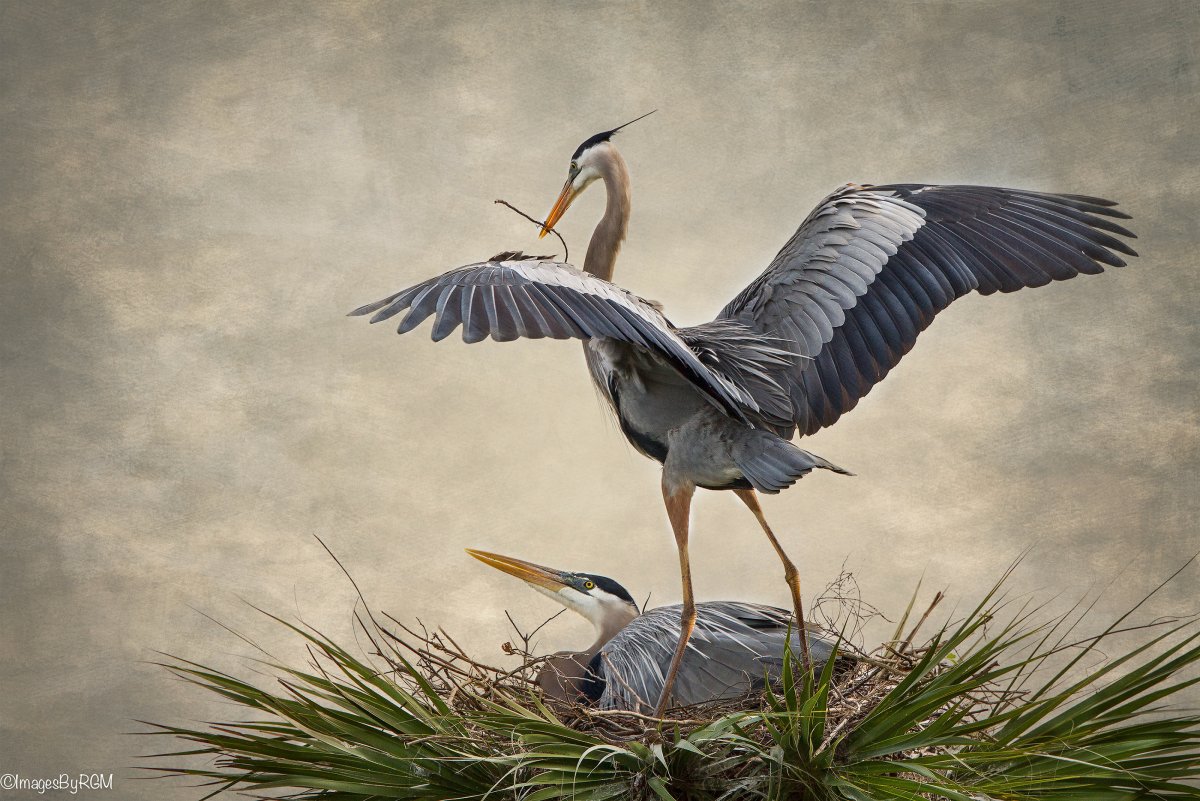 Дом Цапли обои