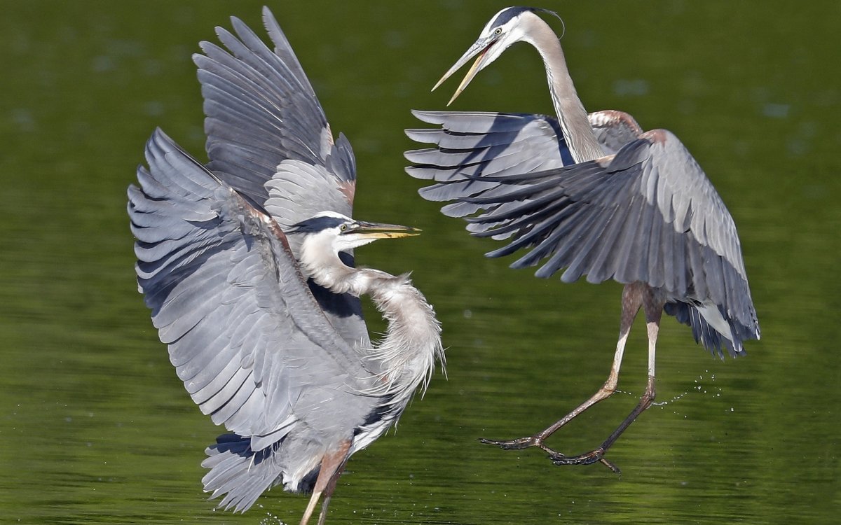 Аист или цапля