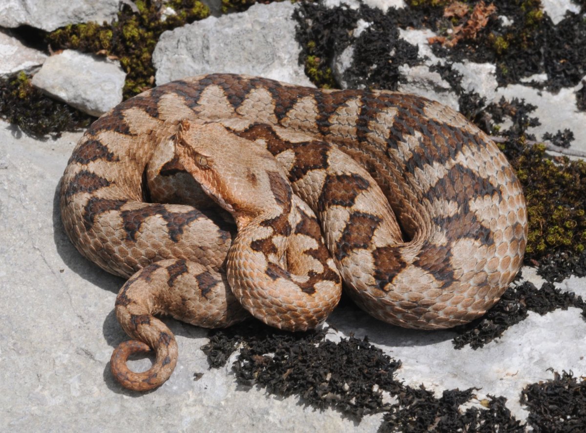 Гадюка Гюрза