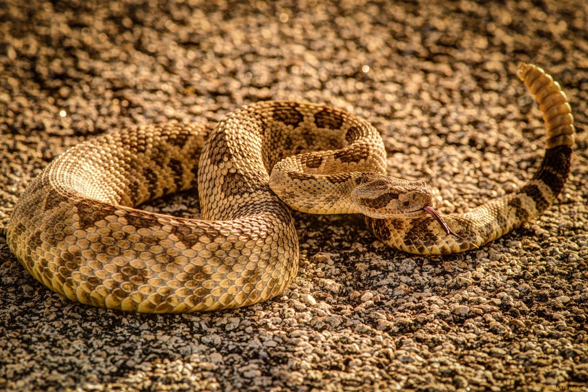 Песчаная Эфа змея