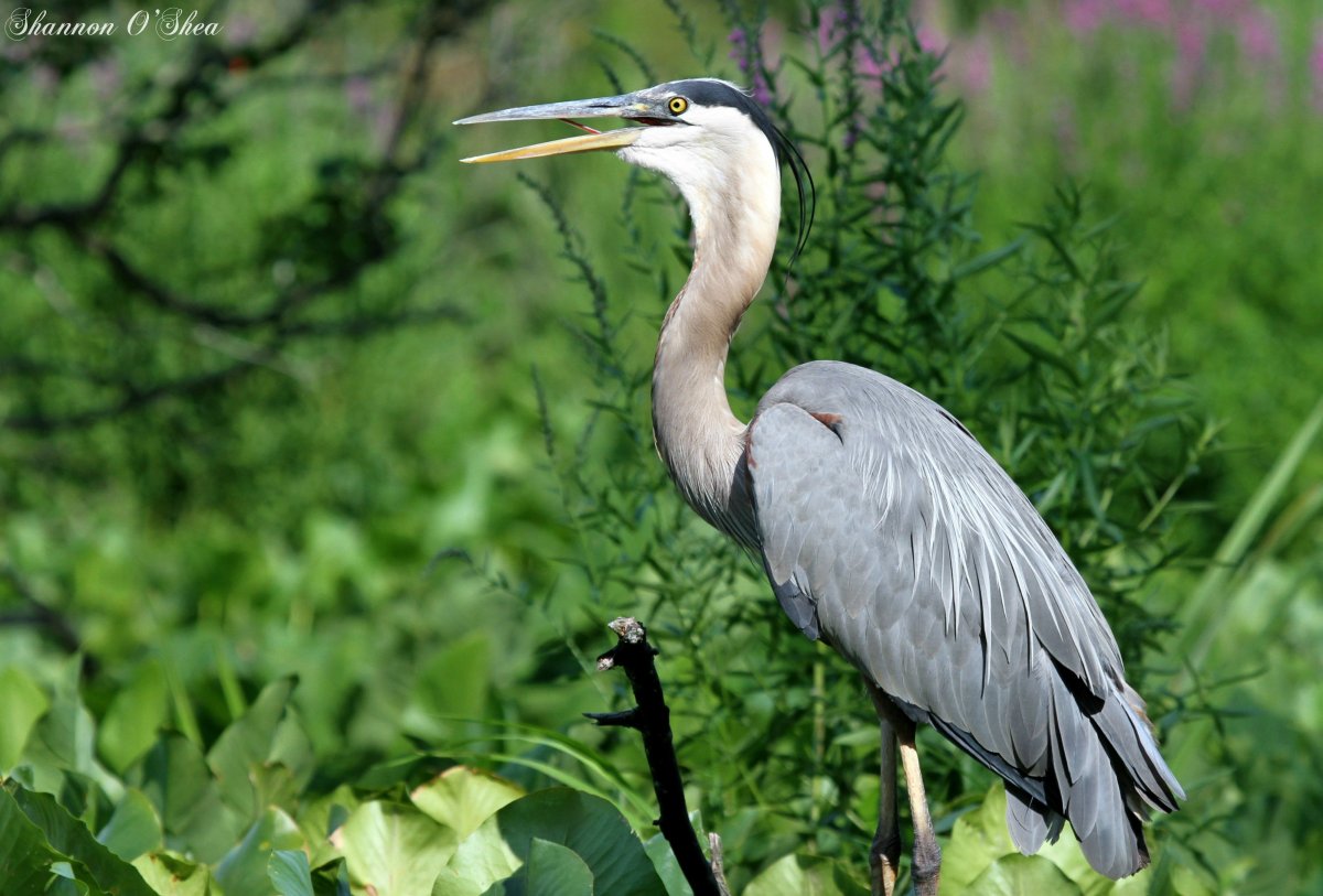 Серая малая Болотная цапля