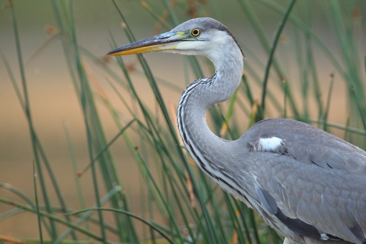 Серая цапля