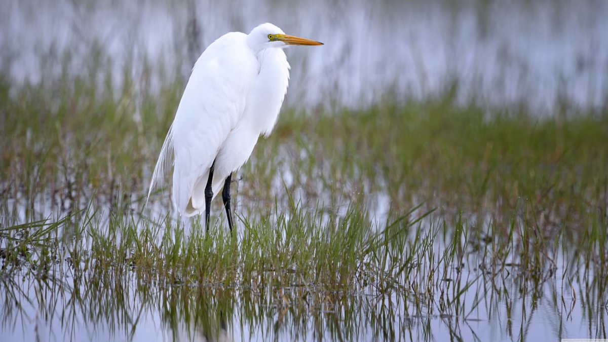Egretta Alba птица