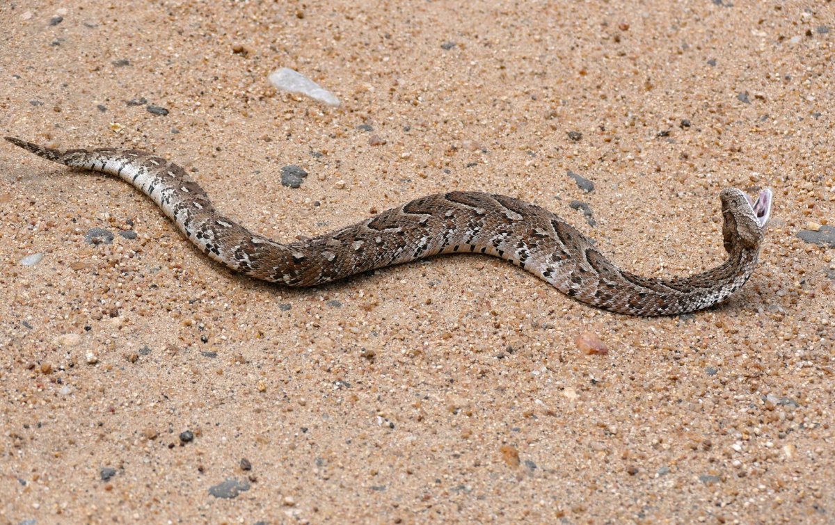 Африканская шумящая гадюка