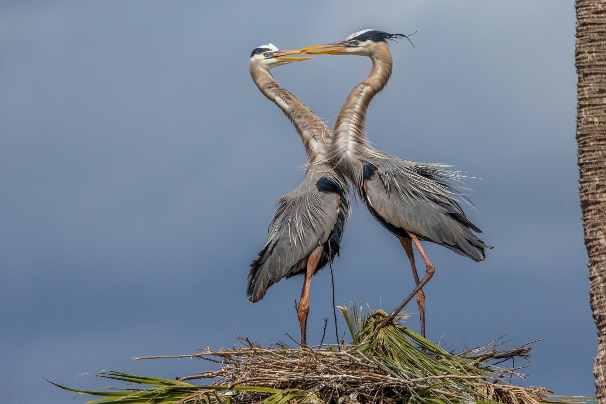 Серая цапля самка