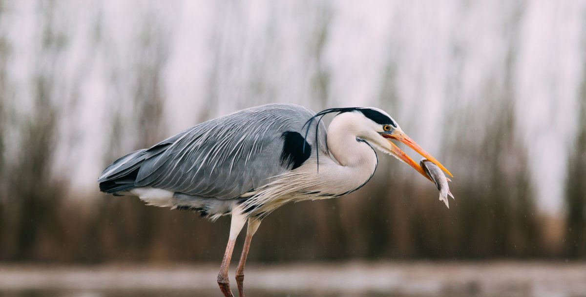 Серая и белая цапля