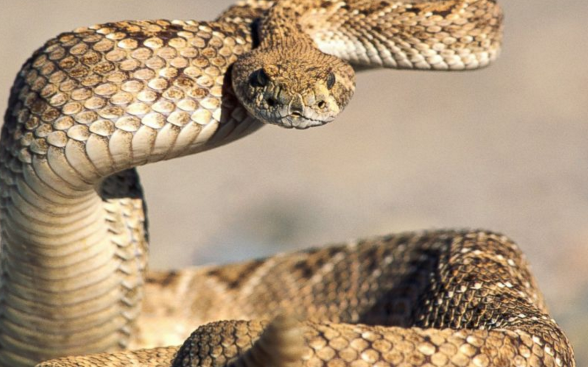 Змея Кобра гремучая