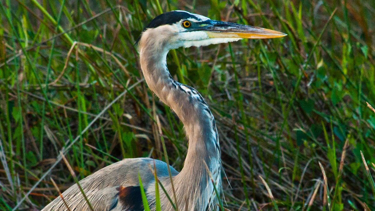 Кто такой Heron