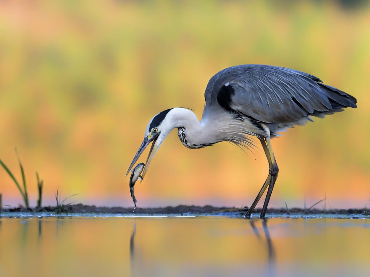 Серая цапля и серый журавль