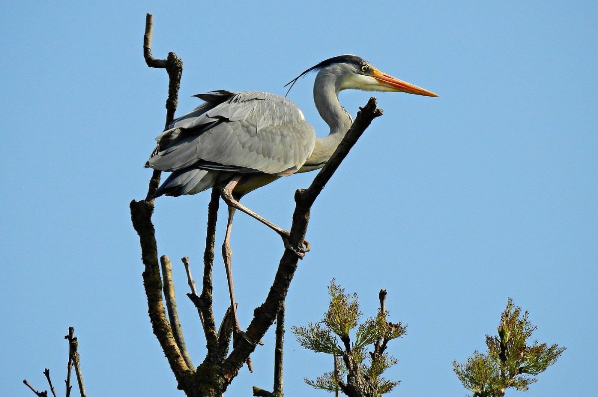Дубненская колония серых цапель