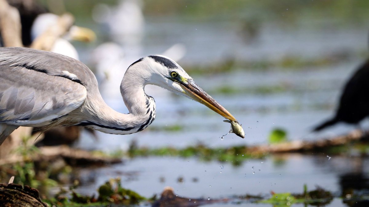 Серая цапля фото на белом фоне