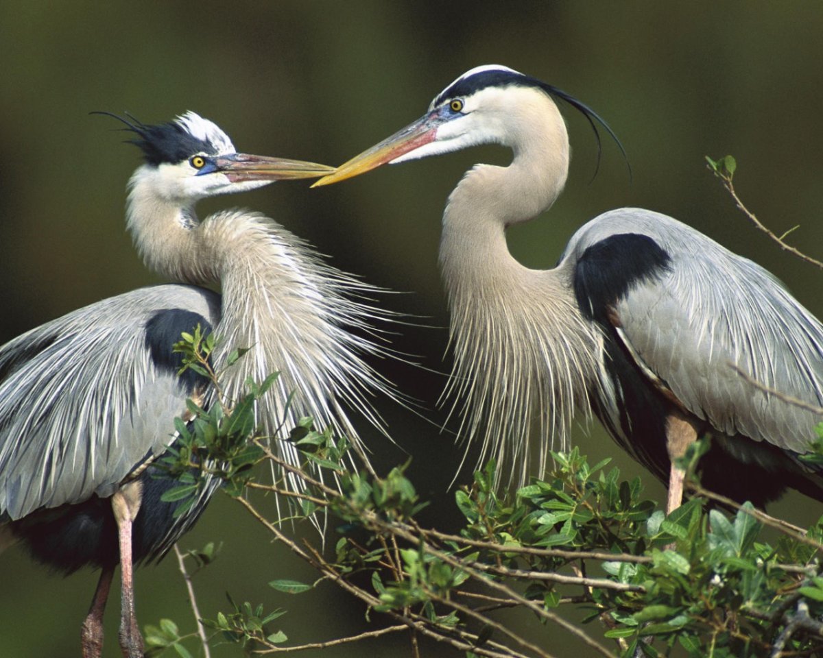 Птица семейства цапля