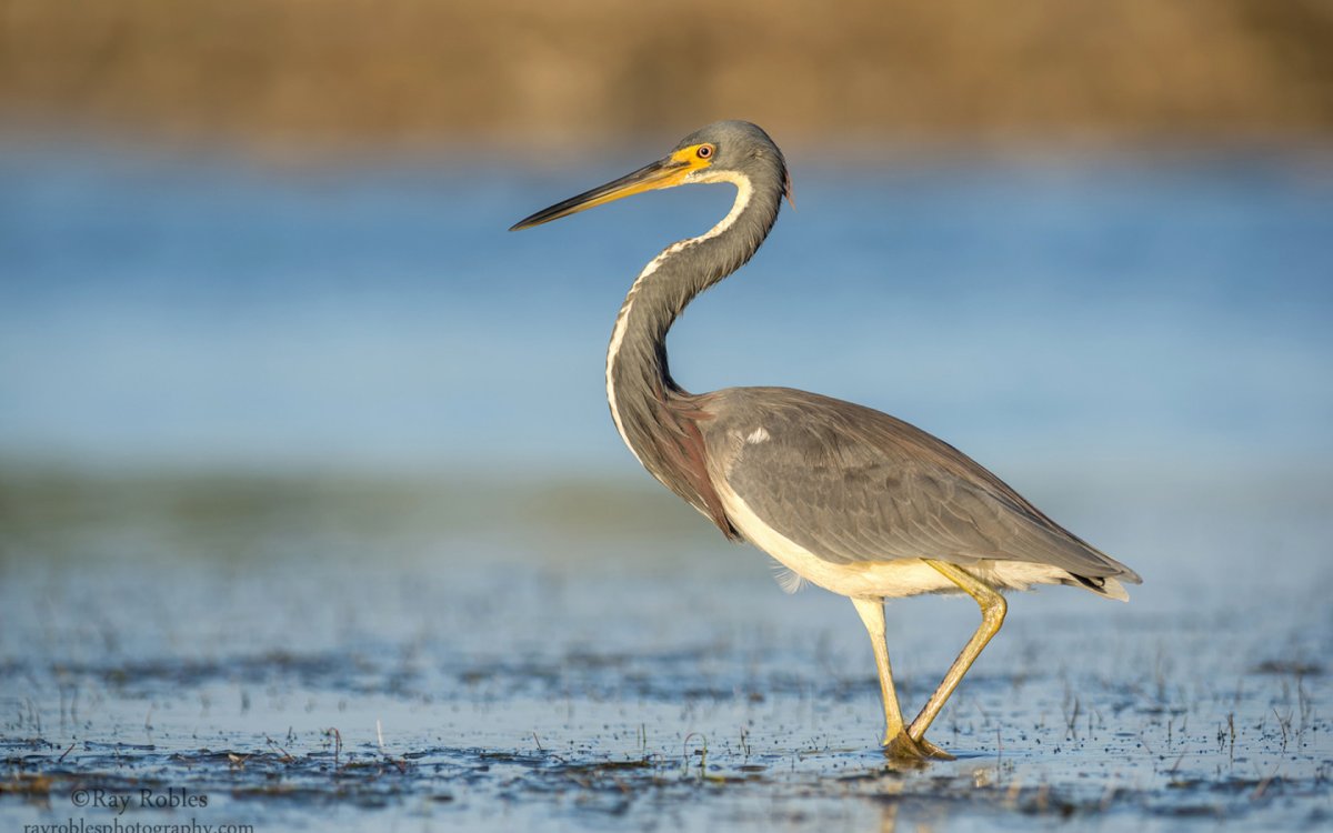 Цапли на озере ханка