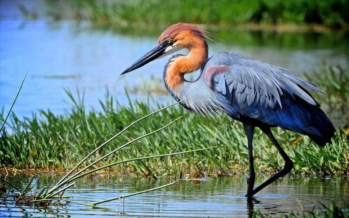 Goliath Heron
