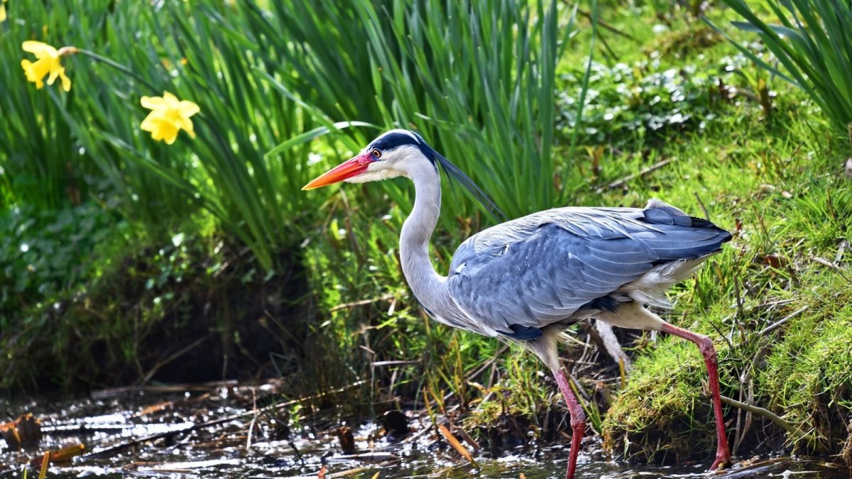 Японская цапля