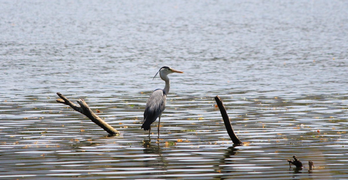 ТСЖ серая цапля