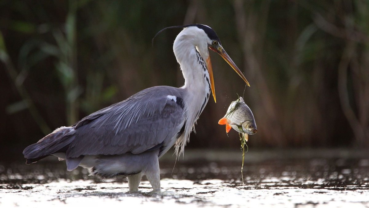 Серая цапля самка