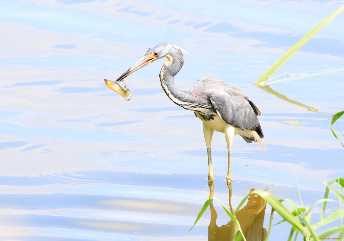 Цапля Геншин