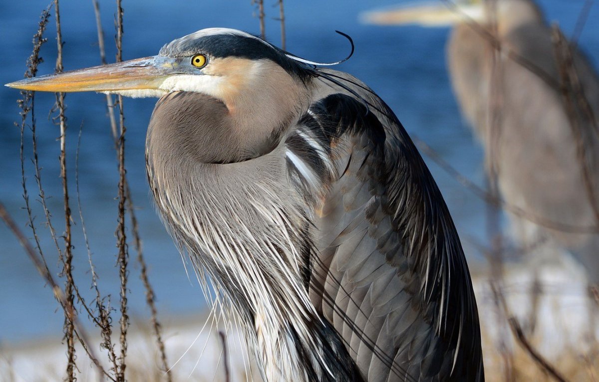 Японская цапля фото