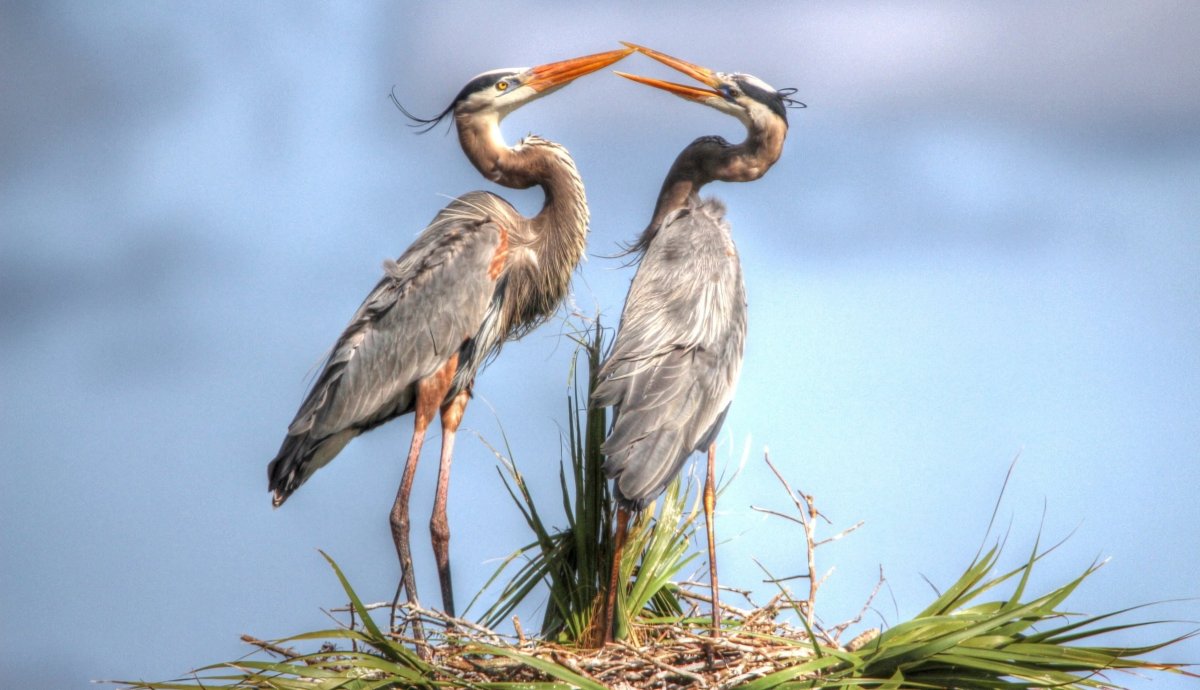 Great Blue Heron Nest