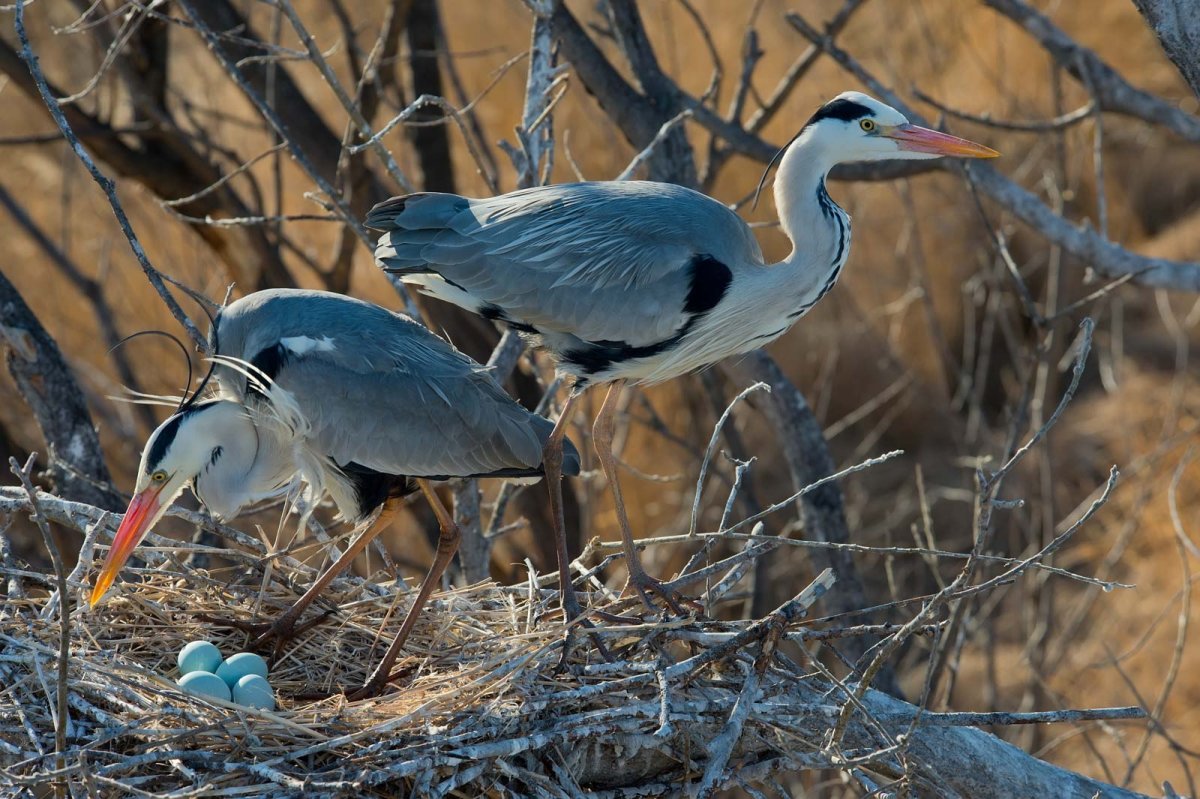 Байкало-Ленский заповедник птицы