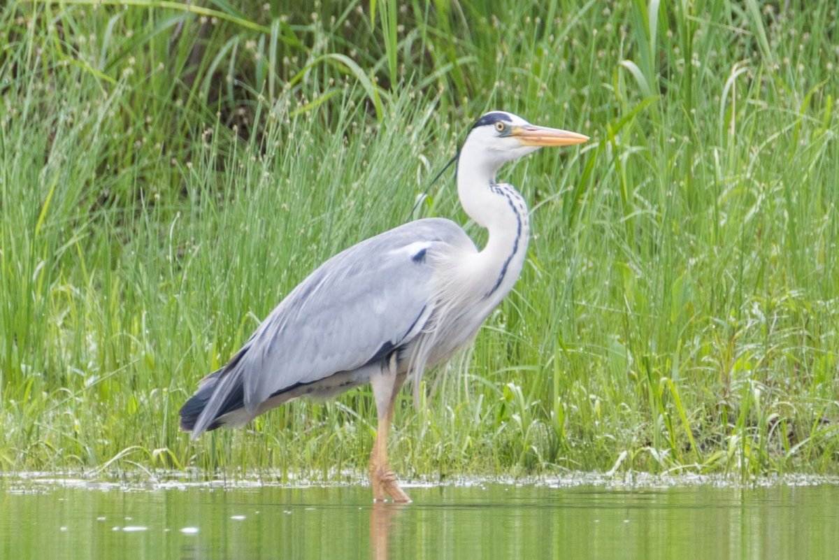 Фауна заповедника Бастак