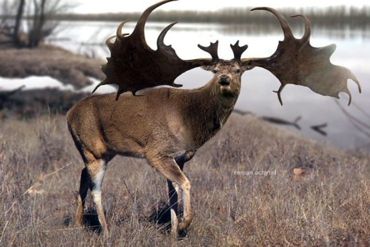 Большерогий олень вымерший