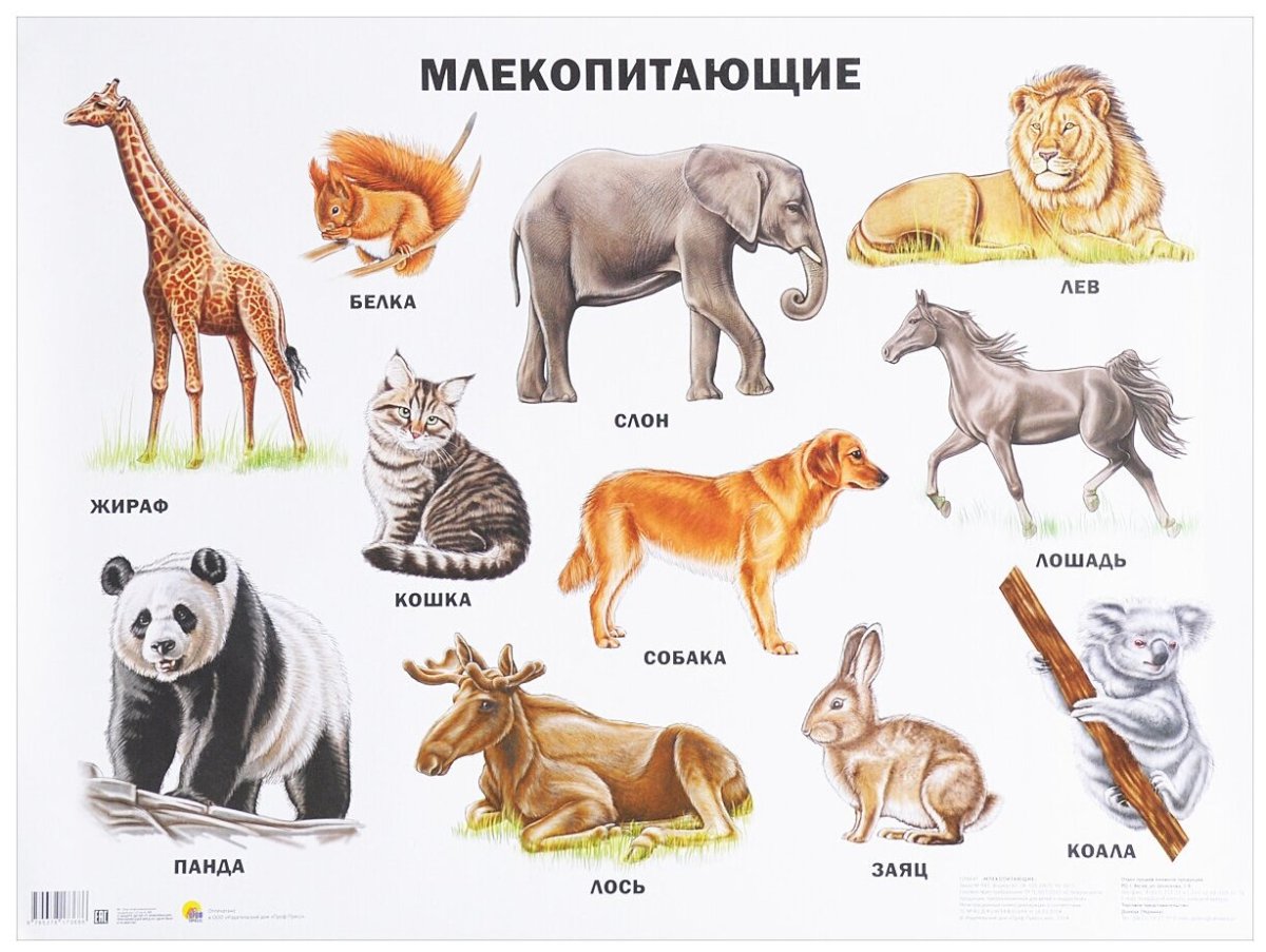 Млекопитающие животные список