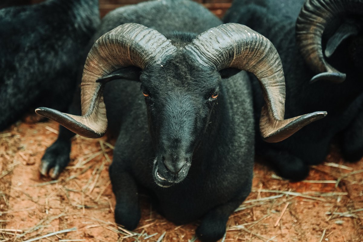 Победитель керэш с бараном