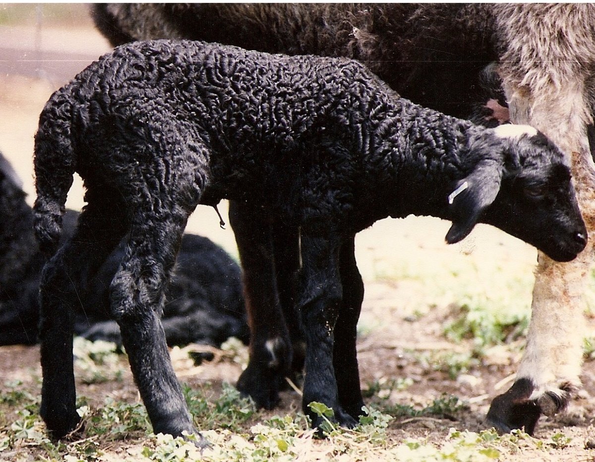 Астраган овца