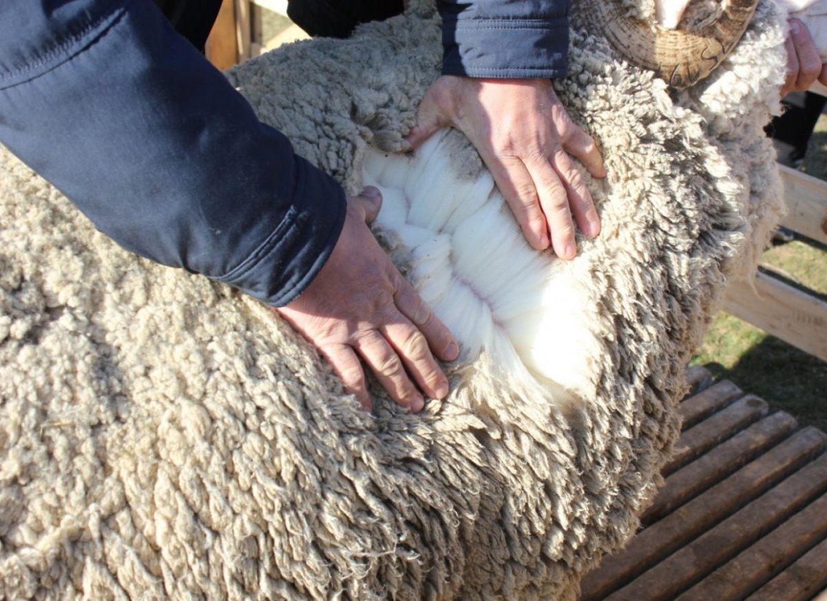 Руно полутонкорунных овец