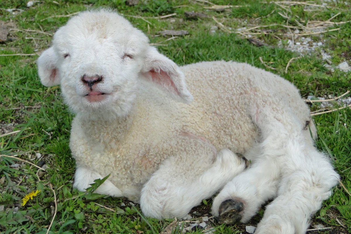 Овечка спит