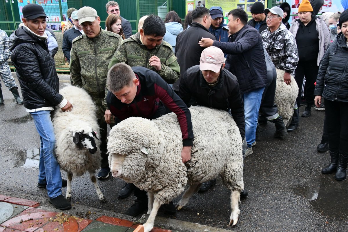 Животноводство овцы и козы