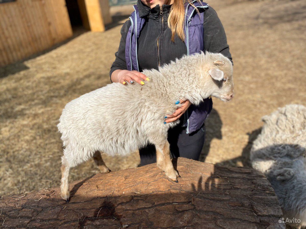 Карликовые овцы породы Уэссан