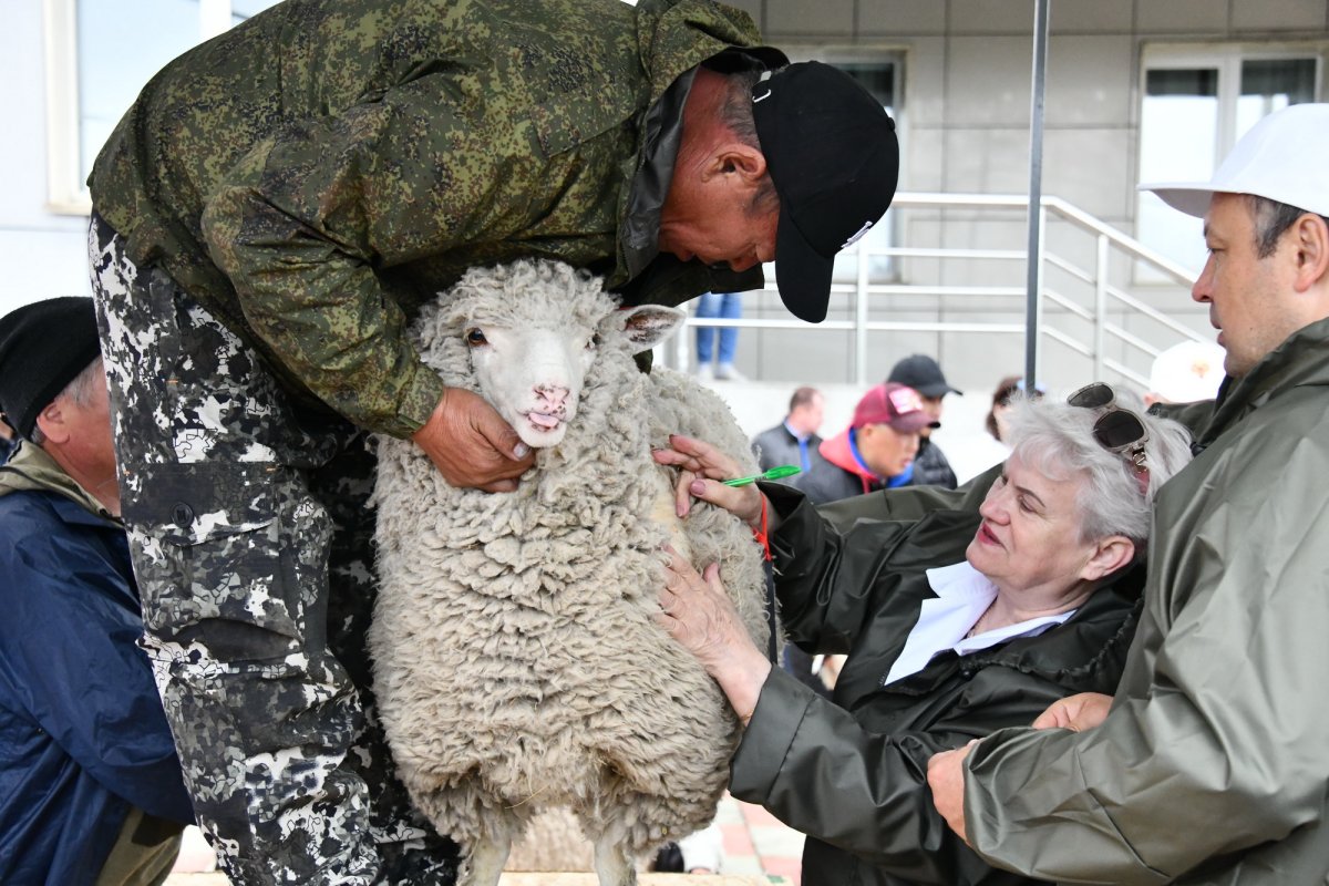 Бараны и овцы