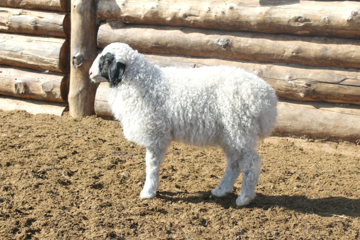 Тувинские бараны