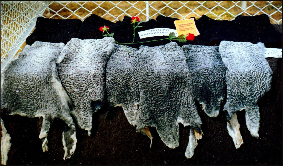 Каракульская порода овец Тонина шерсти