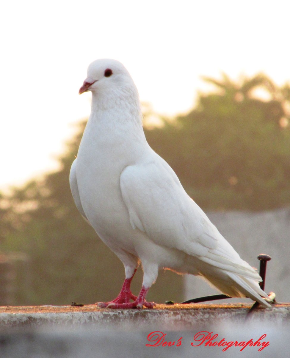 Палома белый голубь
