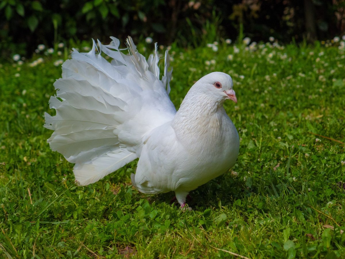 Породы белых голубей