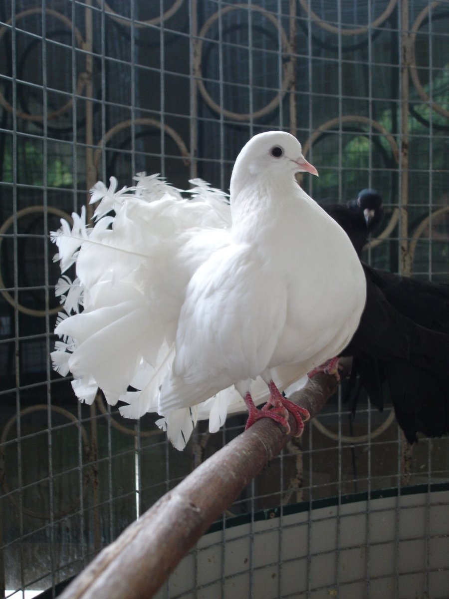 Голуби породы Павлин