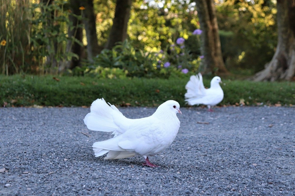 Обои на рабочий стол голуби