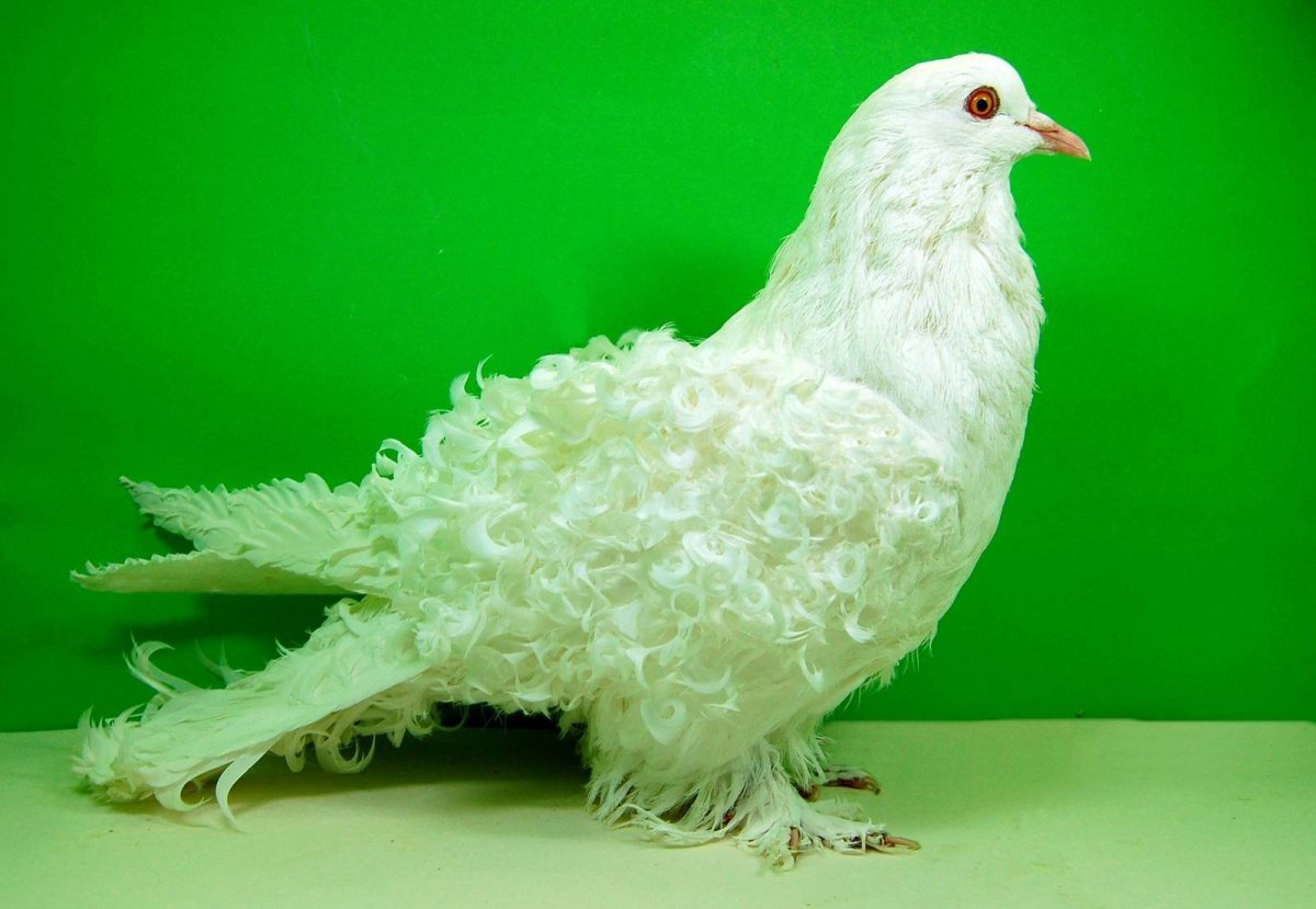 Курчавый голубь