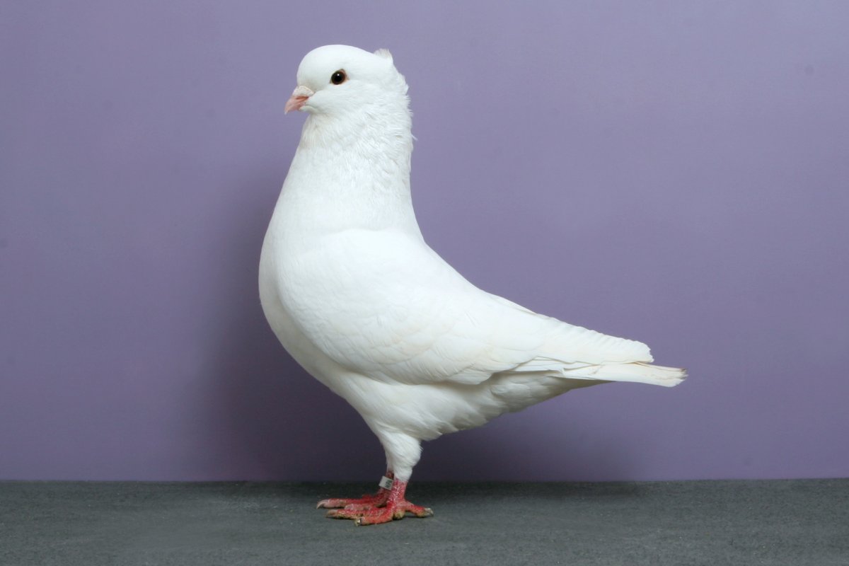 Породы белых голубей