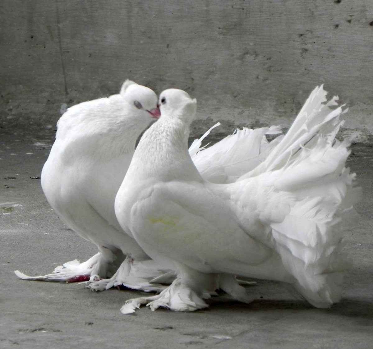 Кабутар кашидан