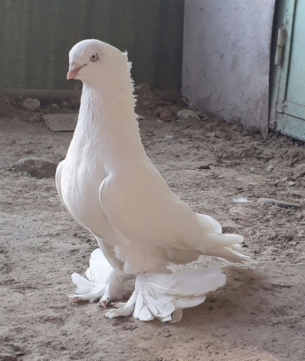 Голуби Андижанские белые