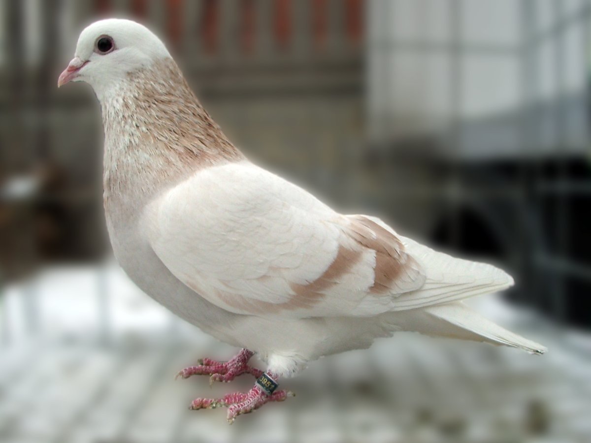 Пермские белоголовые голуби